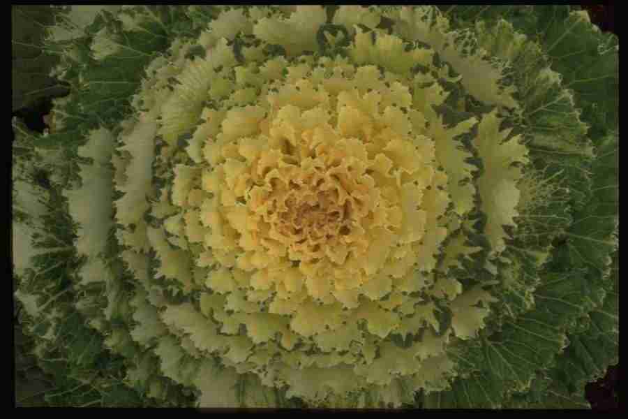 Backgrounds & Textures - Corel Professional Photos ></a>
<script language=JavaScript> 
  var txt = 