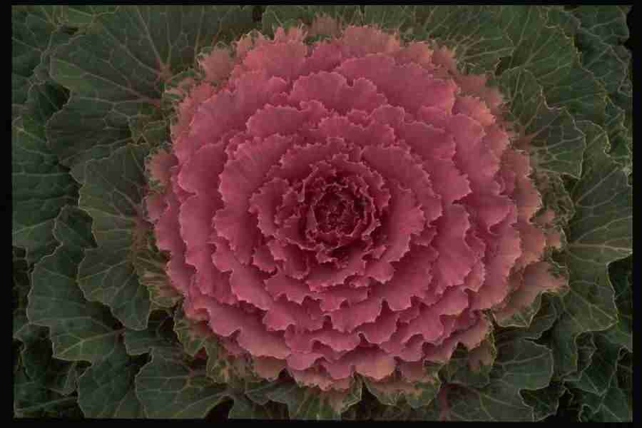 Backgrounds & Textures - Corel Professional Photos ></a>
<script language=JavaScript> 
  var txt = 