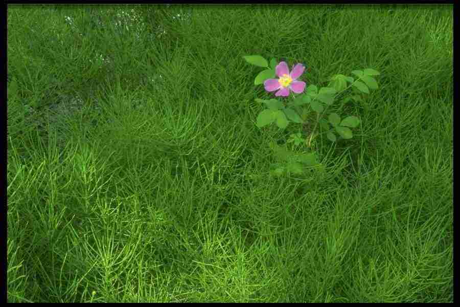 Backgrounds & Textures I - Corel Professional Photos ></a>
<script language=JavaScript> 
  var txt = 