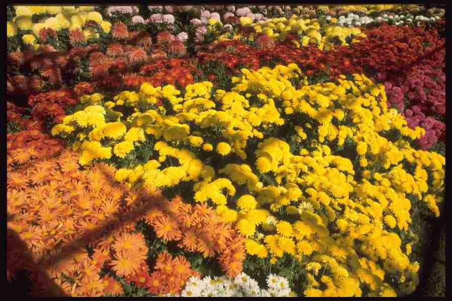 Backgrounds & Textures I - Corel Professional Photos ></a>
<script language=JavaScript> 
  var txt = 