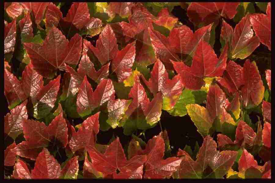 Backgrounds & Textures I - Corel Professional Photos ></a>
<script language=JavaScript> 
  var txt = 