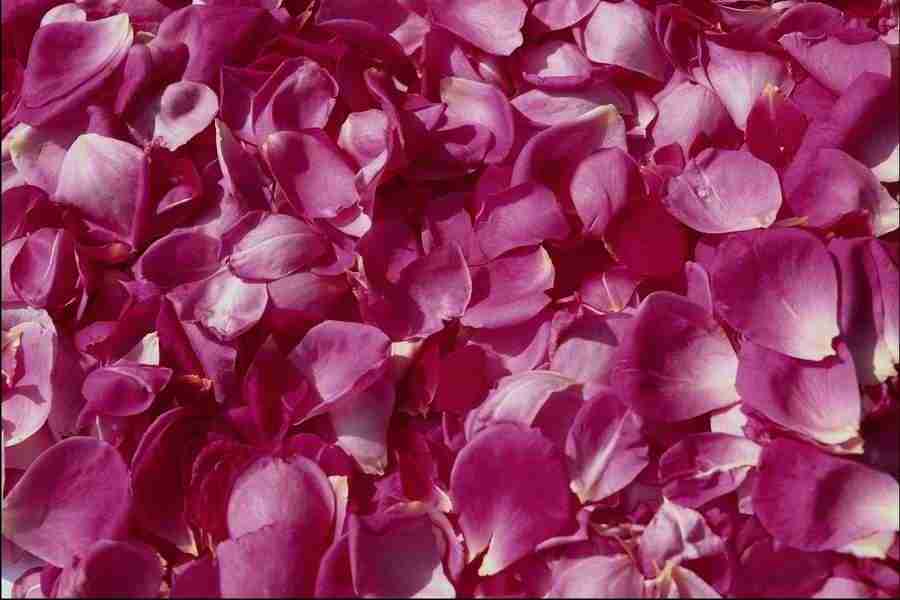 Backgrounds & Textures IV - Corel Professional Photos ></a>
<script language=JavaScript> 
  var txt = 