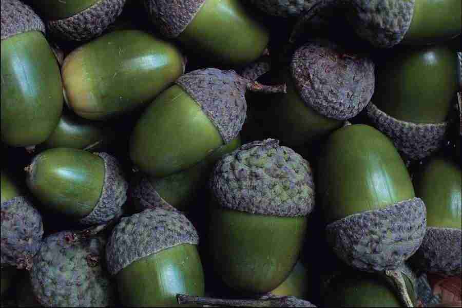 Backgrounds & Textures V - Corel Professional Photos ></a>
<script language=JavaScript> 
  var txt = 