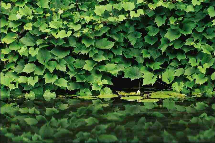 Backgrounds & Textures V - Corel Professional Photos ></a>
<script language=JavaScript> 
  var txt = 