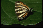 Corel Professional Photos: Butterflys 