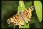 Corel Professional Photos: Butterflys 