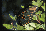 Corel Professional Photos: Butterflys 