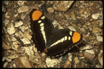 Corel Professional Photos: Butterflys 