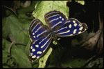 Corel Professional Photos: Butterflys 