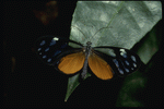 Corel Professional Photos: Butterflys 