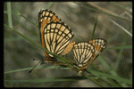 Corel Professional Photos: Butterflys 