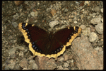 Corel Professional Photos: Butterflys 