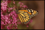 Corel Professional Photos: Butterflys 