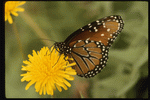 Corel Professional Photos: Butterflys 