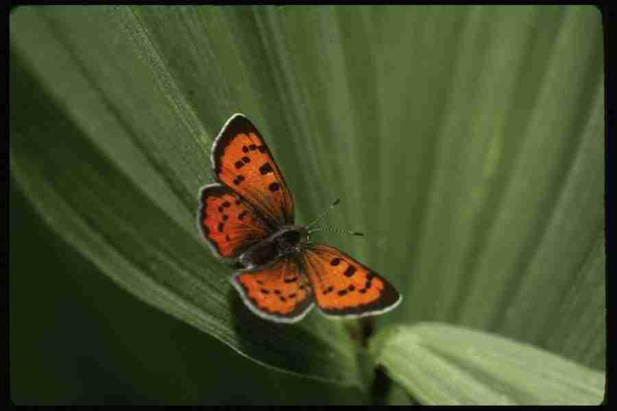 Butterflys - Corel Professional Photos ></a>
<script language=JavaScript> 
  var txt = 