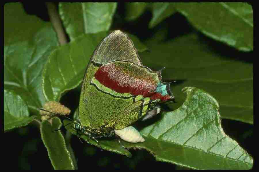 Butterflys - Corel Professional Photos ></a>
<script language=JavaScript> 
  var txt = 