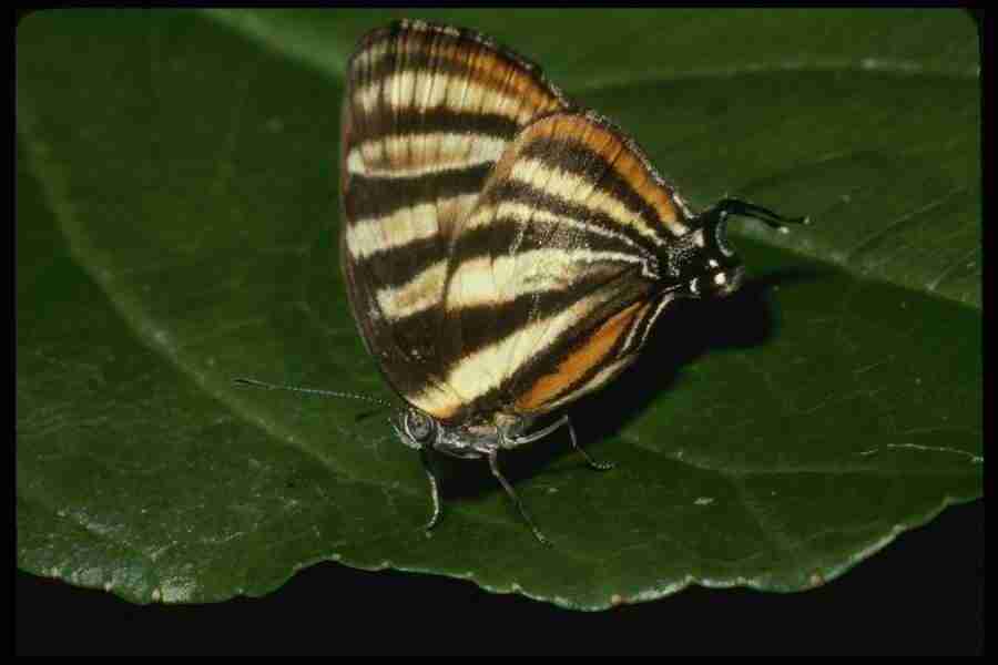 Butterflys - Corel Professional Photos ></a>
<script language=JavaScript> 
  var txt = 