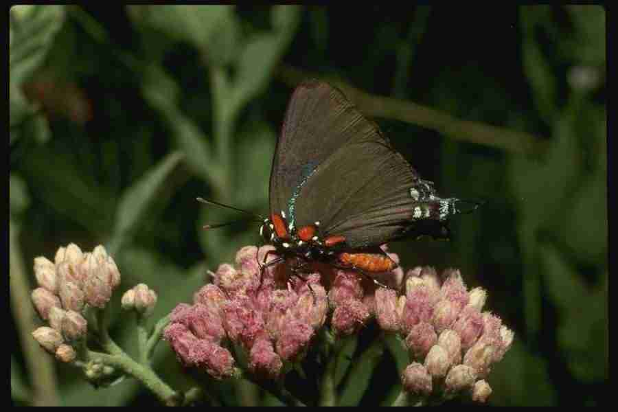 Butterflys - Corel Professional Photos ></a>
<script language=JavaScript> 
  var txt = 