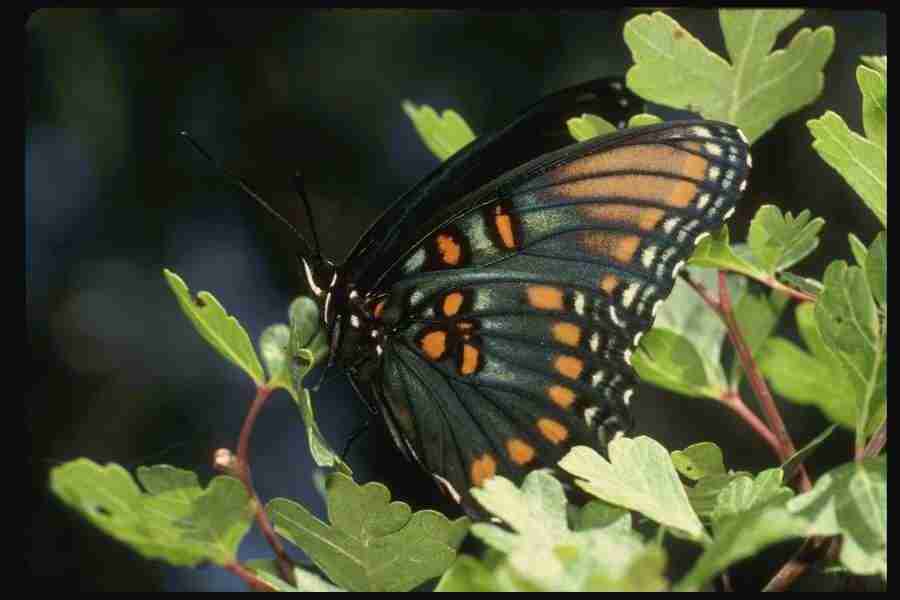 Butterflys - Corel Professional Photos ></a>
<script language=JavaScript> 
  var txt = 