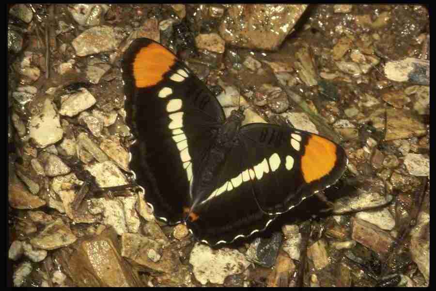 Butterflys - Corel Professional Photos ></a>
<script language=JavaScript> 
  var txt = 