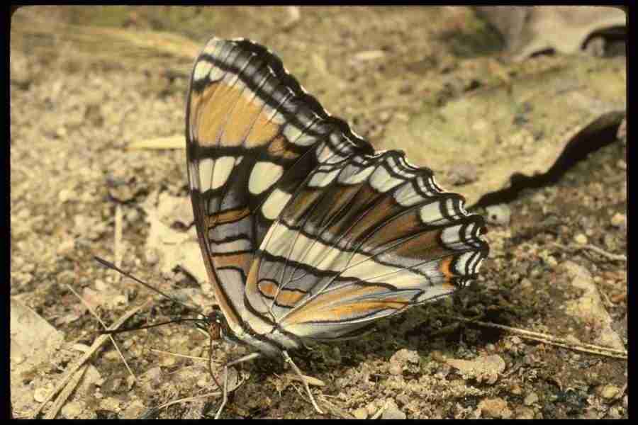 Butterflys - Corel Professional Photos ></a>
<script language=JavaScript> 
  var txt = 