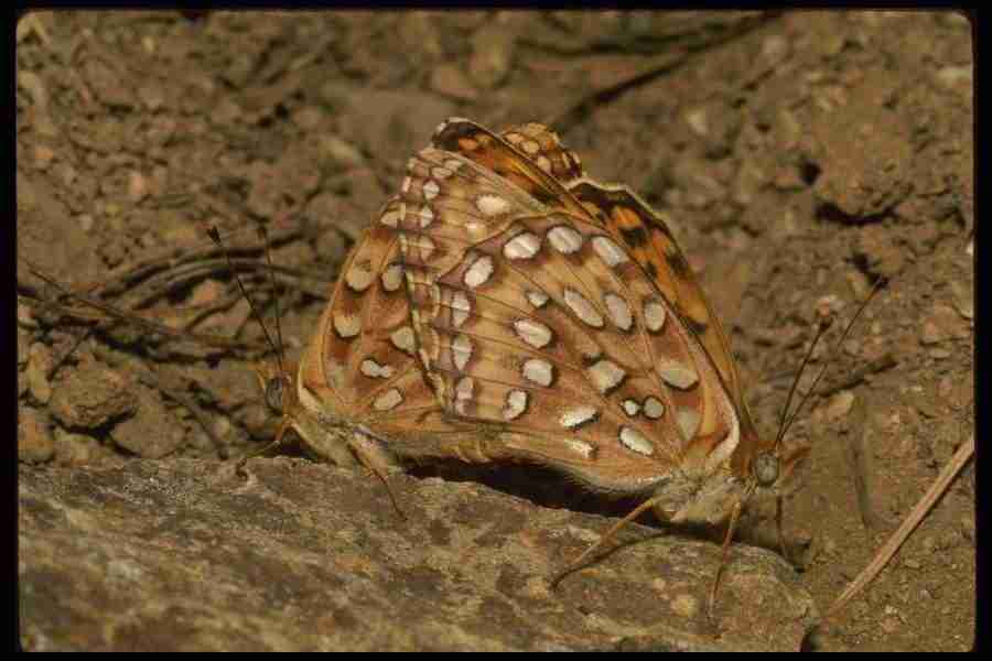 Butterflys - Corel Professional Photos ></a>
<script language=JavaScript> 
  var txt = 