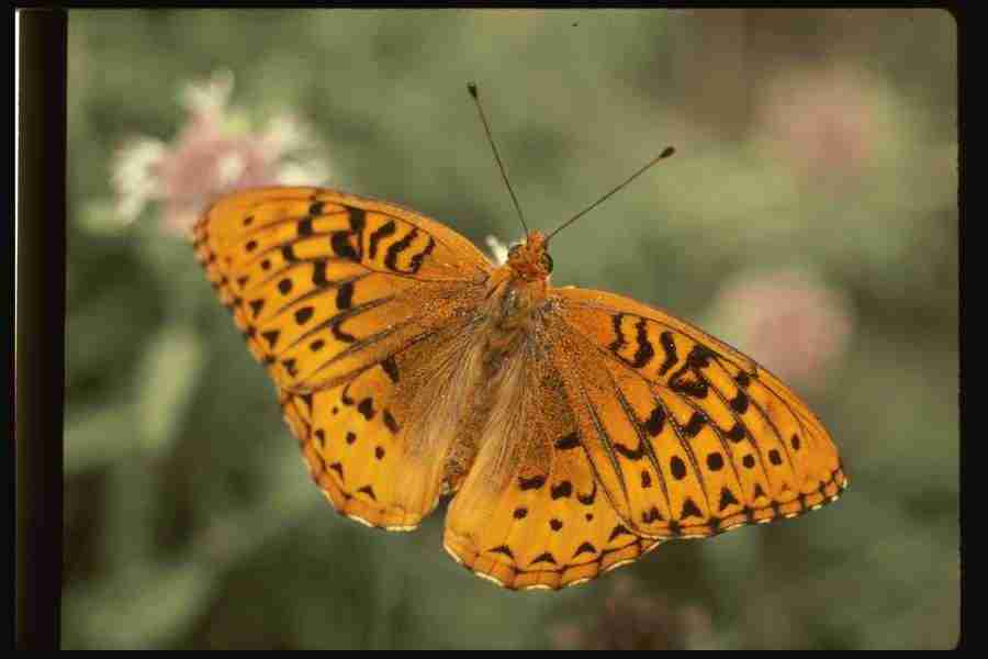 Butterflys - Corel Professional Photos ></a>
<script language=JavaScript> 
  var txt = 