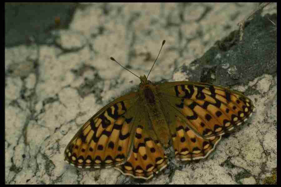 Butterflys - Corel Professional Photos ></a>
<script language=JavaScript> 
  var txt = 