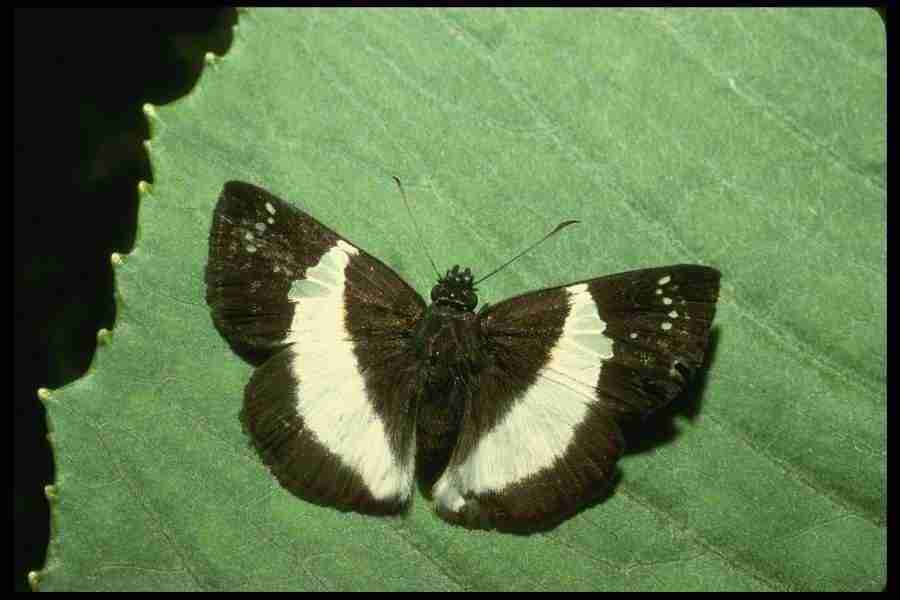 Butterflys - Corel Professional Photos ></a>
<script language=JavaScript> 
  var txt = 