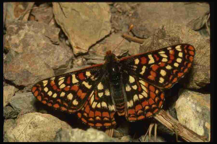 Butterflys - Corel Professional Photos ></a>
<script language=JavaScript> 
  var txt = 