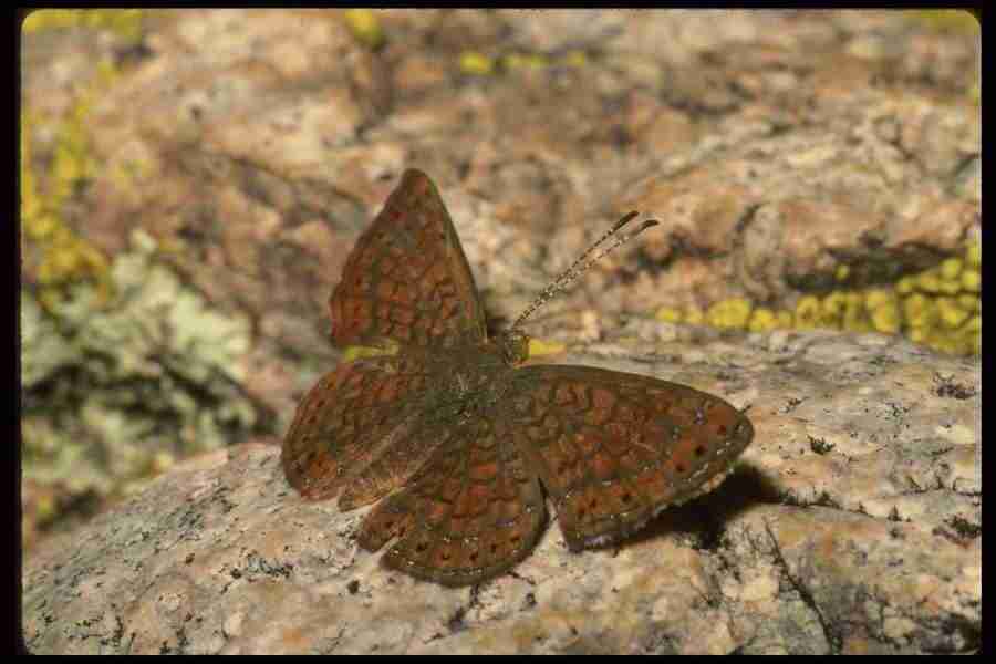 Butterflys - Corel Professional Photos ></a>
<script language=JavaScript> 
  var txt = 