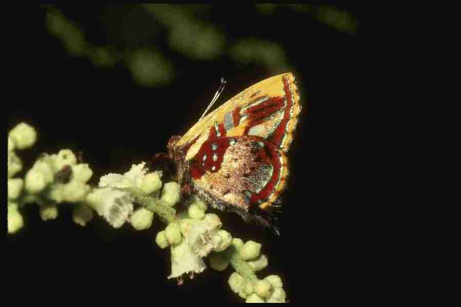 Butterflys - Corel Professional Photos ></a>
<script language=JavaScript> 
  var txt = 