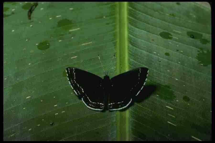 Butterflys - Corel Professional Photos ></a>
<script language=JavaScript> 
  var txt = 