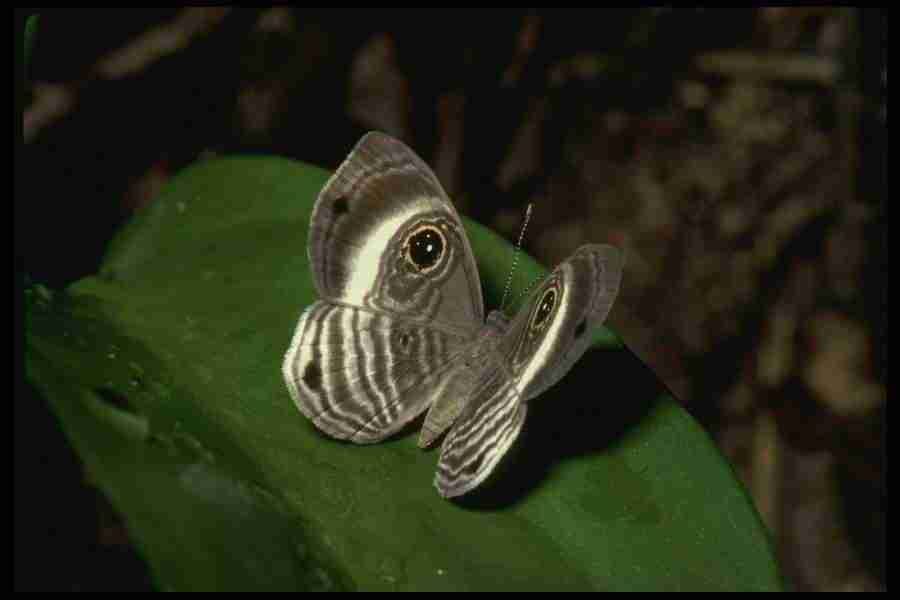 Butterflys - Corel Professional Photos ></a>
<script language=JavaScript> 
  var txt = 