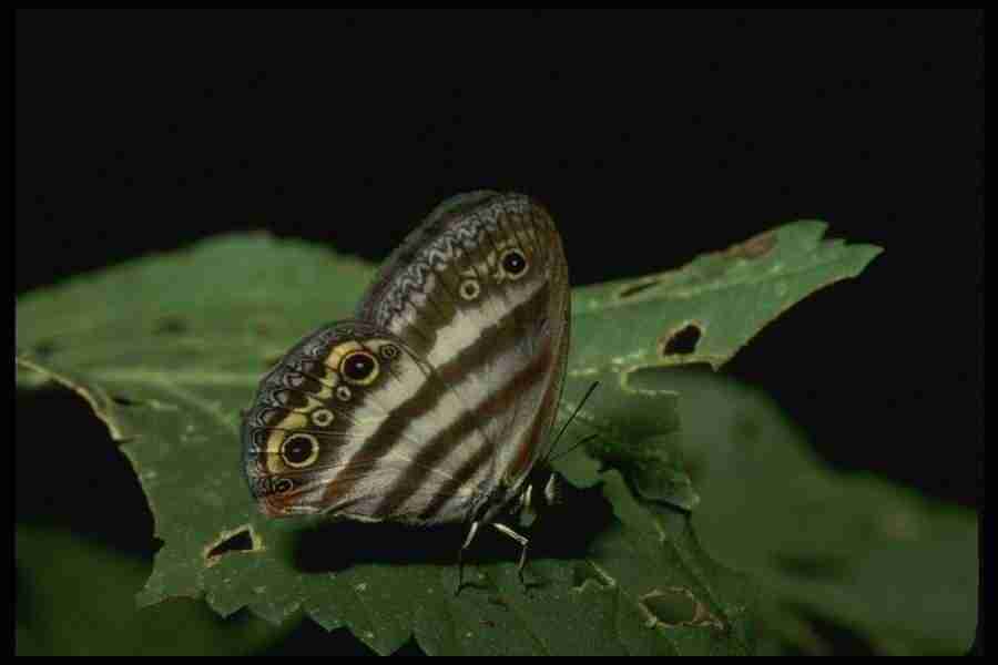 Butterflys - Corel Professional Photos ></a>
<script language=JavaScript> 
  var txt = 