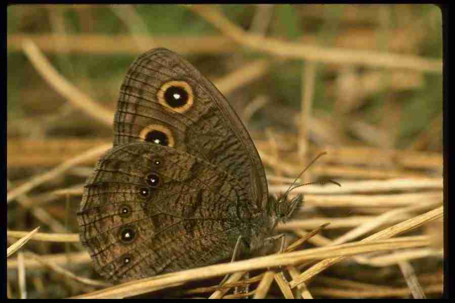 Butterflys - Corel Professional Photos ></a>
<script language=JavaScript> 
  var txt = 