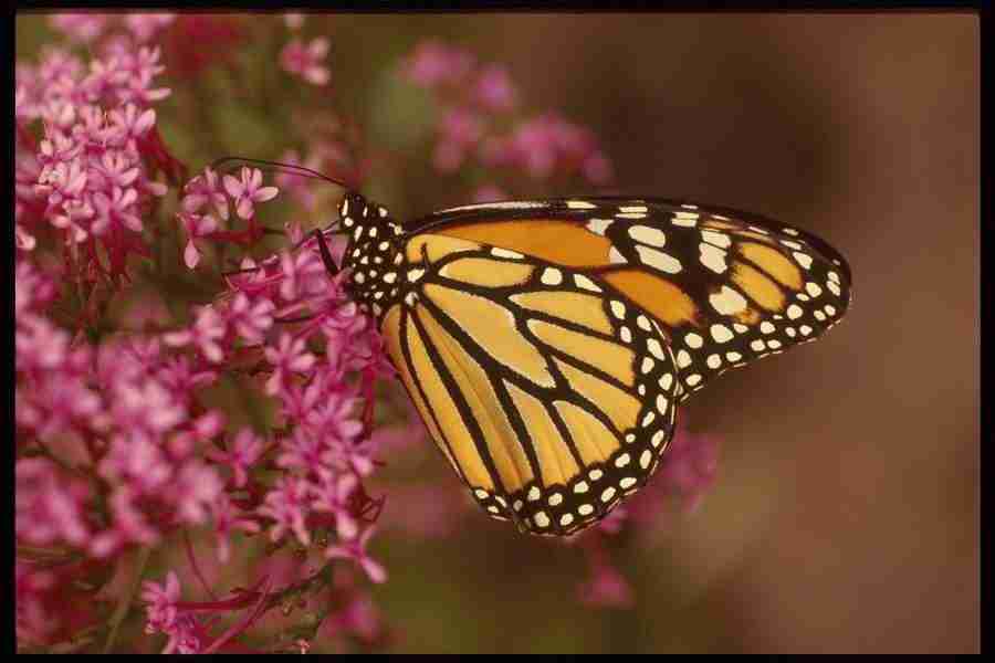 Butterflys - Corel Professional Photos ></a>
<script language=JavaScript> 
  var txt = 