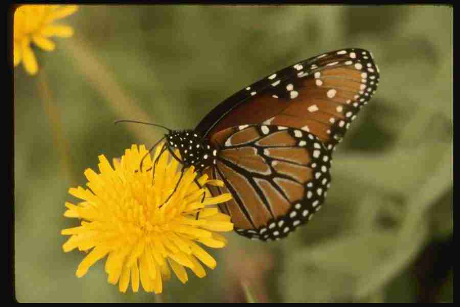 Butterflys - Corel Professional Photos ></a>
<script language=JavaScript> 
  var txt = 