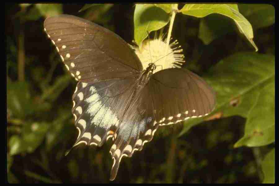 Butterflys - Corel Professional Photos ></a>
<script language=JavaScript> 
  var txt = 