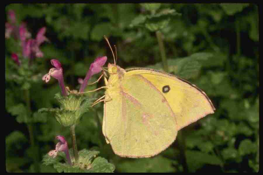 Butterflys - Corel Professional Photos ></a>
<script language=JavaScript> 
  var txt = 