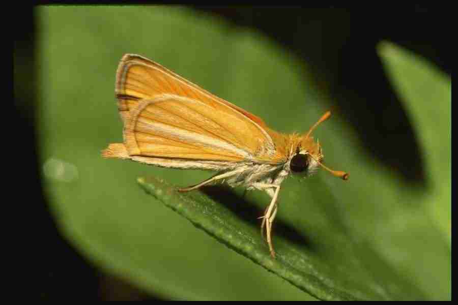 Butterflys - Corel Professional Photos ></a>
<script language=JavaScript> 
  var txt = 