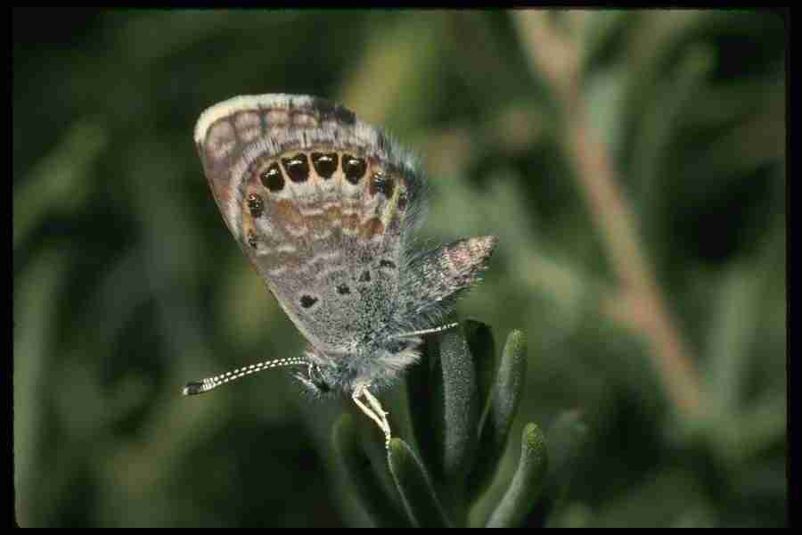 Butterflys - Corel Professional Photos ></a>
<script language=JavaScript> 
  var txt = 
