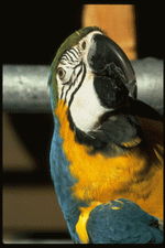 Corel Professional Photos: Birds 
