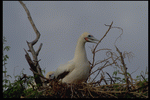 Corel Professional Photos: Birds 