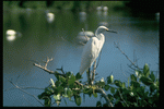 Corel Professional Photos: Birds 