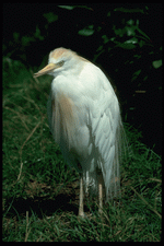 Corel Professional Photos: Birds 