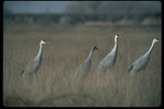 Corel Professional Photos: Birds 