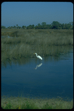 Corel Professional Photos: Birds 