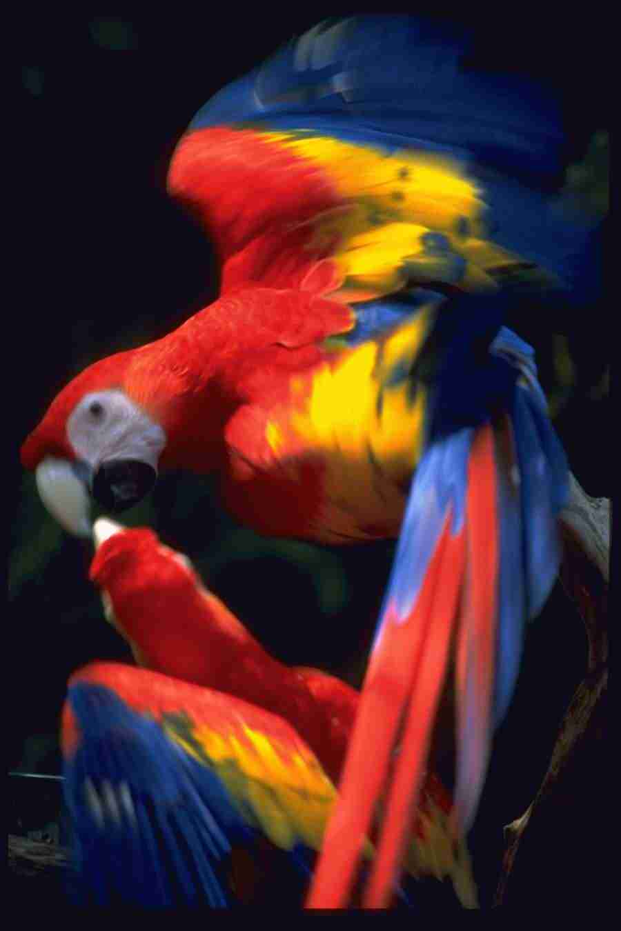 Birds - Corel Professional Photos ></a>
<script language=JavaScript> 
  var txt = 