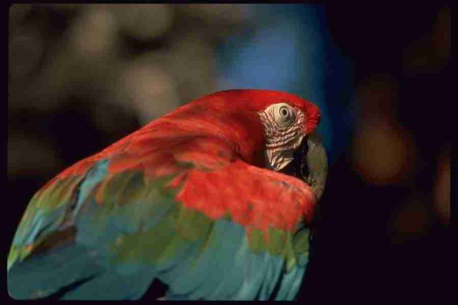 Birds - Corel Professional Photos ></a>
<script language=JavaScript> 
  var txt = 